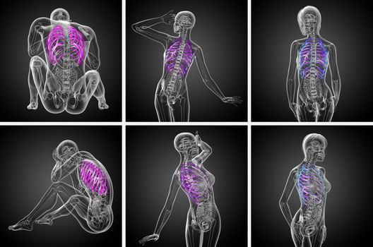 3d rendering medical illustration of the ribcage 