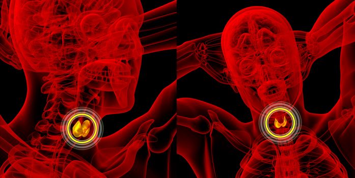3d rendering medical illustration of the thyroid gland 