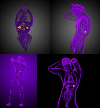 3d rendering medical illustration of the human adrenal glands