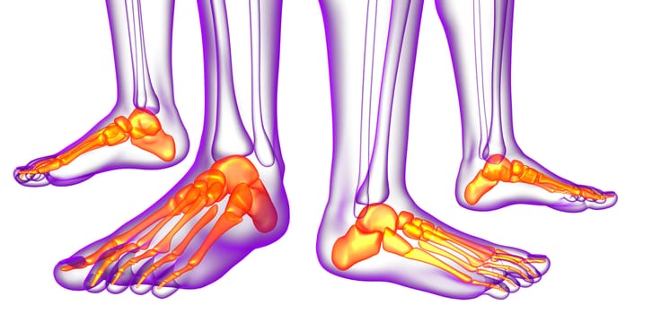 3d rendering medical illustration of the feet bone 