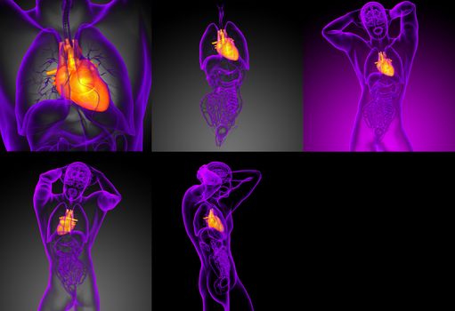 3d rendering medical illustration of the human heart 