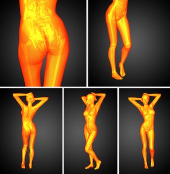 3d rendering illustration of the anatomy 