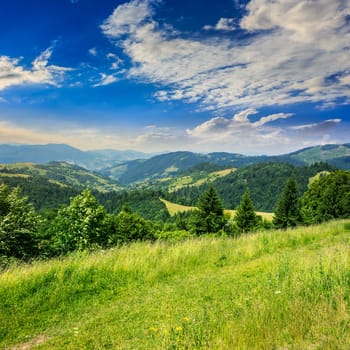 mountain summer landscape. pine trees near meadow and forest on hillside under  sky with clouds