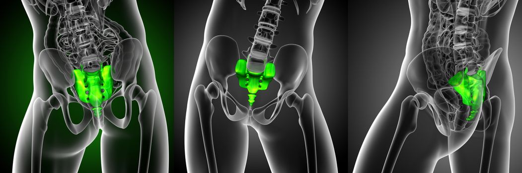 3d rendering medical illustration of the sacrum bone