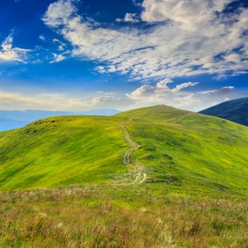 high wild grass and and green plant of black berry at the top of the mountain