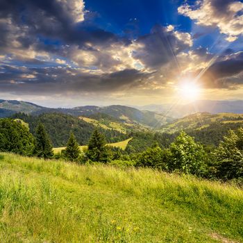 mountain summer landscape. pine trees near meadow and forest on hillside under  sky with clouds at sunset