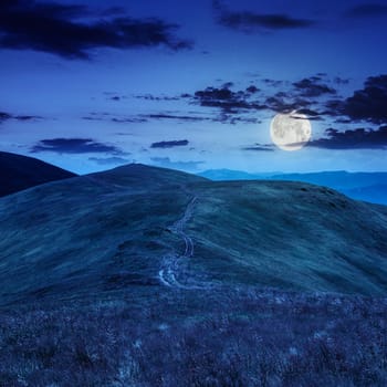 high wild grass and and green plant of black berry at the top of the mountain at night in full moon light