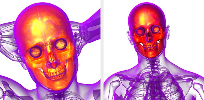 3d rendering  medical illustration of the skull 