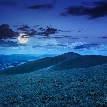 high wild grass and plants at the top of the mountain at night in full moon light