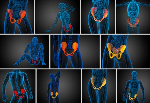3d rendering medical illustration of the pelvis bone