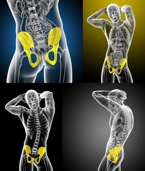 3d rendering medical illustration of the pelvis bone 