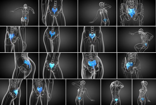 3d rendering medical illustration of the sacrum bone