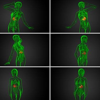 3d rendering medical illustration of the stomach - back view