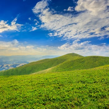 high wild grass and plants at the top of the mountain