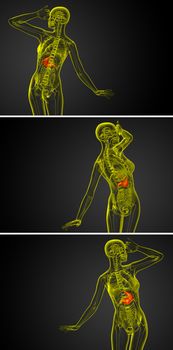 3d rendering medical illustration of the stomach