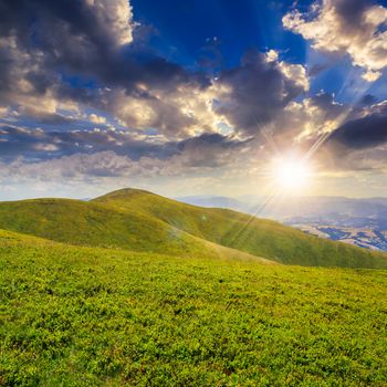 high wild grass and plants at the top of the mountain at sunset