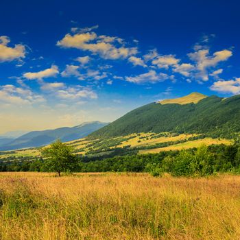 mountain summer landscape. trees near meadow and forest att the foot of the mountain under  sky with clouds