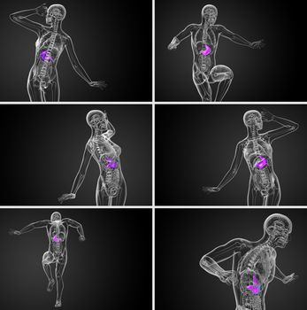 3d rendering medical illustration of the stomach