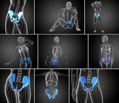 3d rendering medical illustration of the pelvis bone 
