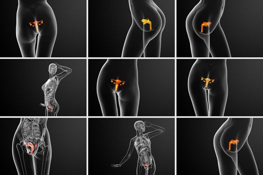 3d rendering medical illustration of the Reproductive System
