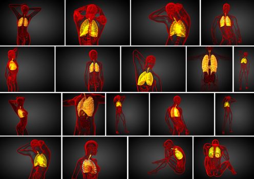 3d rendering medical illustration of the human respiratory system 