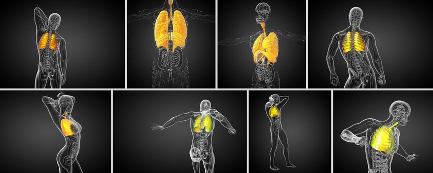 3d rendering medical illustration of the human respiratory system 