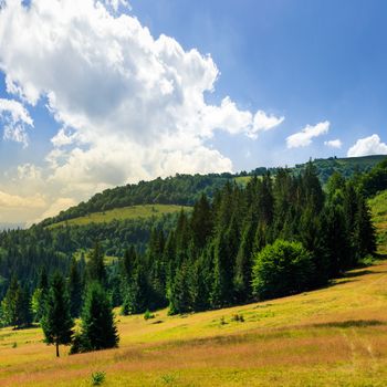 slope of mountain range with coniferous forest and meadow