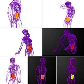 3d rendering  illustration of the small intestine 