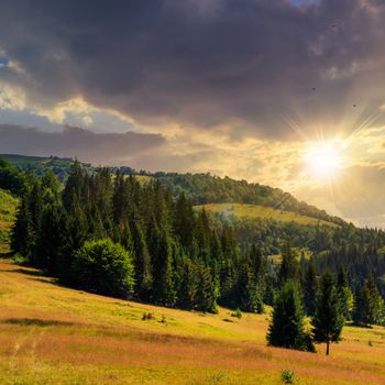 slope of mountain range with coniferous forest and meadow at sunset