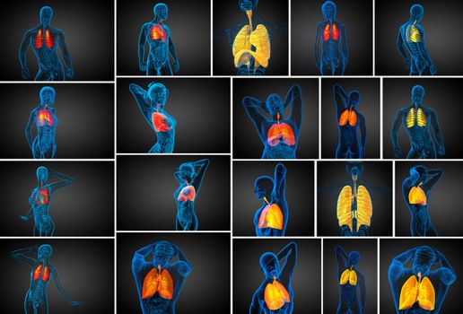 3d rendering medical illustration of the human respiratory system