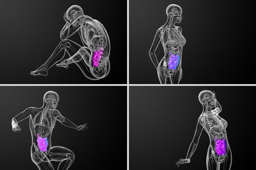 3d rendering  illustration of the small intestine 
