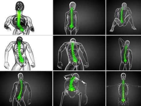 3d rendering  medical illustration of the human spine 