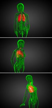 3d rendering  medical illustration of the human respiratory system