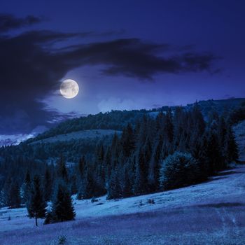 slope of mountain range with coniferous forest and meadow at night in full moon light