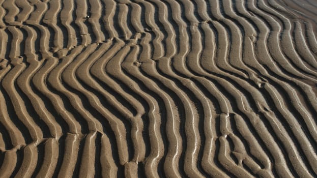 African zebra pattern in the sand abstract  background