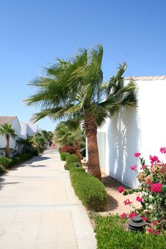 Path and palm trees in the territory of hotel Sheraton in Egypt     