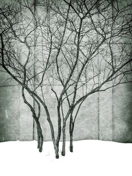 Grungy image of winter park with trees. Urban scene.