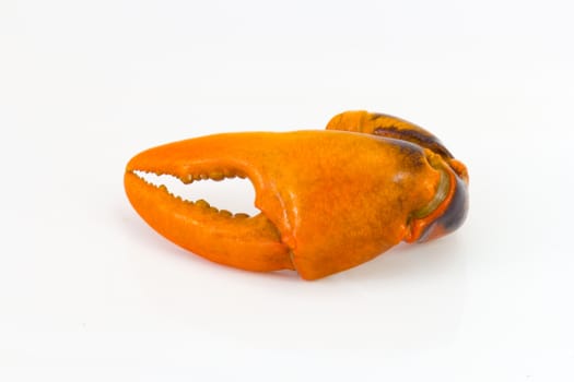 boiled crab claw  isolated on white