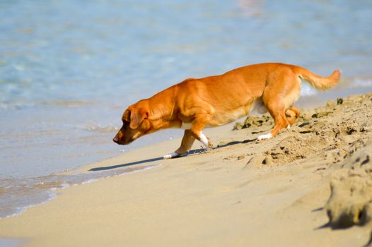 Fearful dog facing the waves of the ocean on the sand at the beach of Malia in Crete