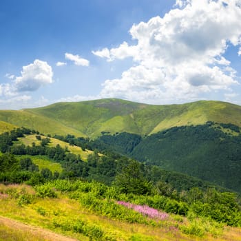 high wild grass and purple flowers at the top of the mountain