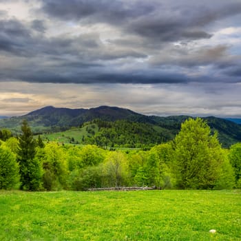 mountain summer landscape. trees near meadow and forest on hillside under  sky with clouds