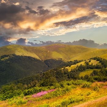 high wild grass and purple flowers at the top of the mountain at sunset