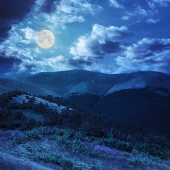 high wild grass and purple flowers at the top of the mountain at night in full moon light