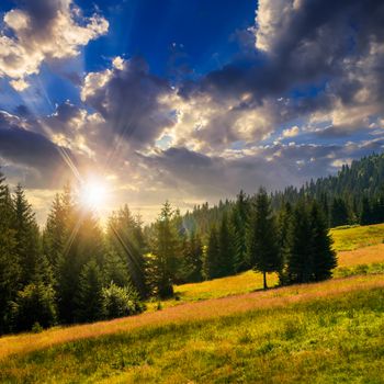 slope of mountain range with coniferous forest at sunset