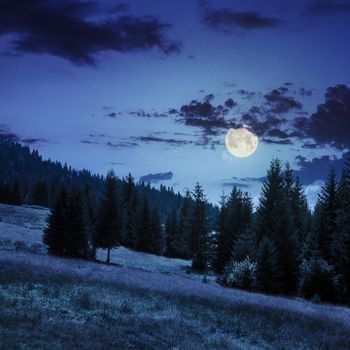 slope of mountain range with coniferous forest at night in full moon light