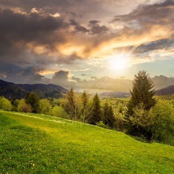 mountain summer landscape with pine trees near meadow and forest on hillside under  sky with clouds at sunset