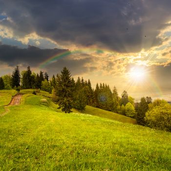 calm summer landscape in mountains. awesome coniferous forest near meadow  on hillside under epic sky with clouds at sunset with rainbow