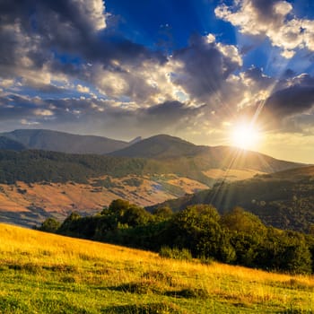 mountain summer landscape with trees near meadow and forest on hillside under  sky with clouds at sunset