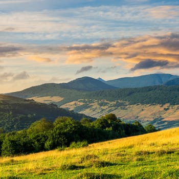 mountain summer landscape with trees near meadow and forest on hillside under  sky with clouds at sunrise