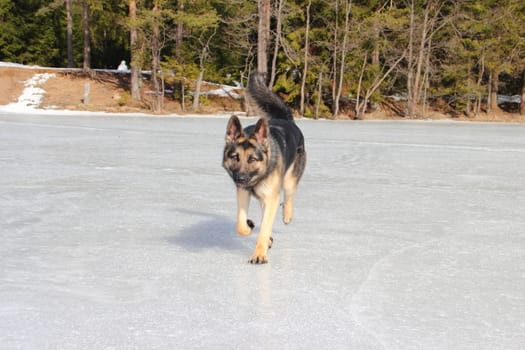 beautiful young Alsatian dog on the frozen lake